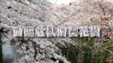 染井吉野櫻 世界最多卻面臨危機的櫻花樹