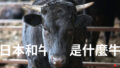 日本的和牛與一般的牛有什麼不同？
