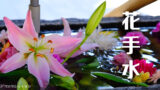 京都楊谷寺的花手水 疫情後神社寺院新魅力